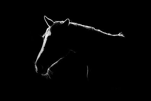Fine Art paard in low key uitvoering met verlichte bles