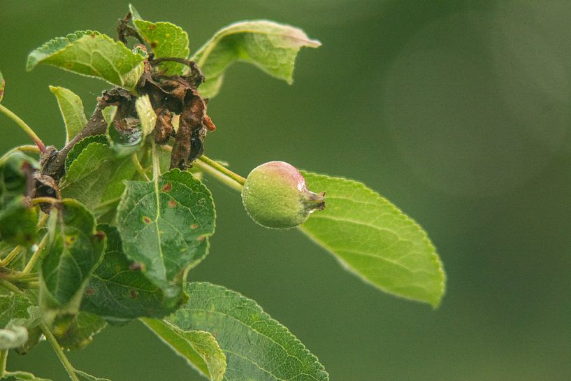 forest flowers field landscape Erzgebirge mountains towns cities villages by Johnny Flash