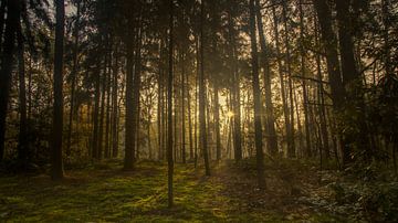 forêt magique sur Dirk Vervoort