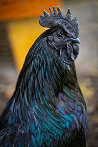 Ayam Cemani