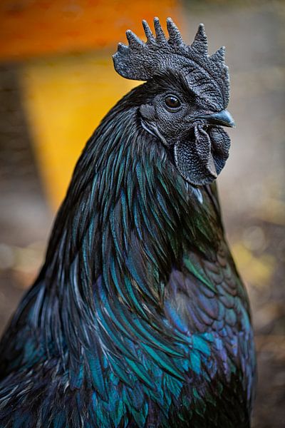 Ayam Cemani van Anneke Hooijer