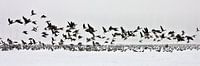 Paulinapolder-Panorama van Willy Lippens thumbnail