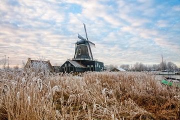 Die Windmühle De Rat bei IJlst in Friesland