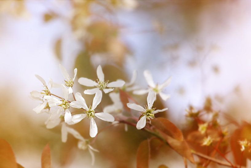 Fleur de printemps par LHJB Photography