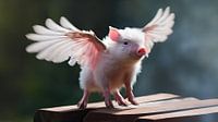 Porcelet volant