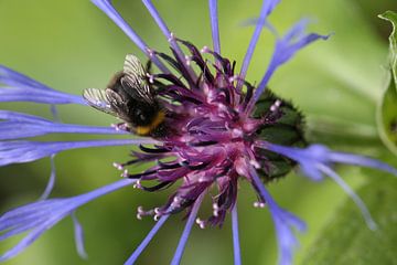 Cornflower with bumblebee