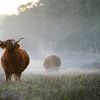 Highlander écossais sur Andy van der Steen - Fotografie