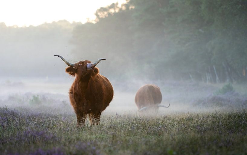 Schotse hooglander van Andy van der Steen - Fotografie