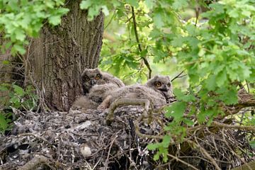 Husky de la forêt... Grand-duc d'Europe *Bubo bubo*, nid de grand-duc avec quatre jeunes