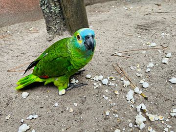 Little bird eats snacks