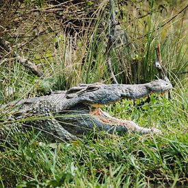 Ursprüngliches Gleichgewicht - Krokodil in seinem natürlichen Reichtum von Rick Massar
