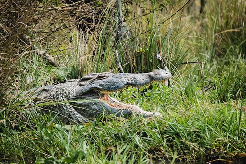 Ursprüngliches Gleichgewicht - Krokodil in seinem natürlichen Reichtum von Rick Massar