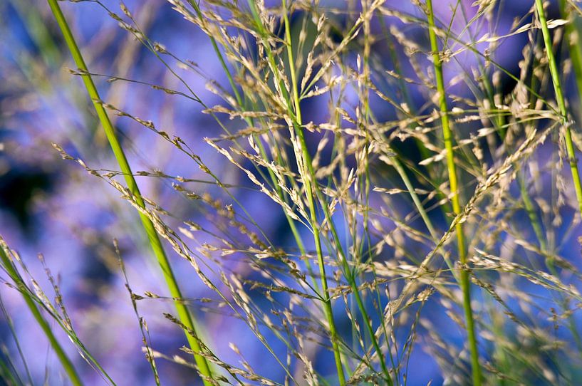 Zartes Wispern der Gräser im warmen Herbstlicht von Silva Wischeropp