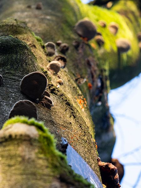 Baum mit Pilzen von Helene de Jongh
