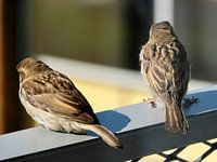 Sparrows