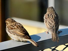 Sparrows by Andre Brands