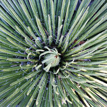 Agave striata gemengde techniek van Werner Lehmann