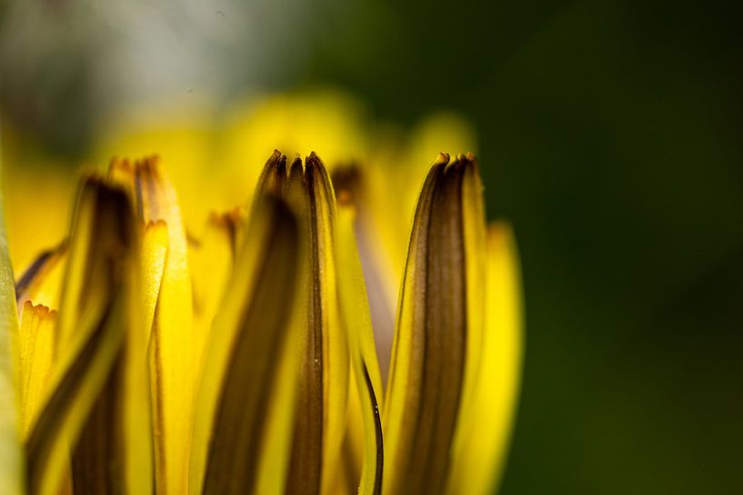 Dandelion weed? by Erwin van Eekhout
