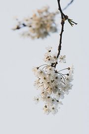 Weißer Blütenzweig von Clazien Boot