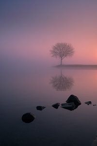 Boom op een krib langs rivier de Lek van Moetwil en van Dijk - Fotografie