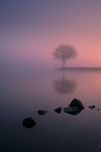 Tree on a groyne along river Lek by Moetwil en van Dijk - Fotografie