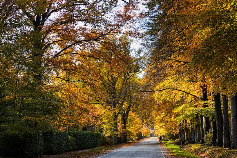 Schilderachtige herfst laan par Bram van Broekhoven