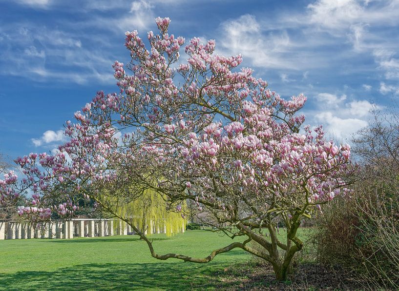 Magnolia bloesem in Nordpark, Düsseldorf van Peter Eckert