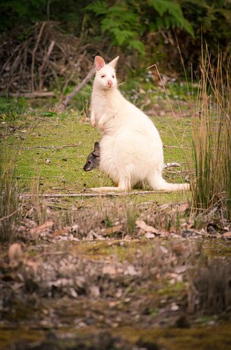 Albino Wallaby with joey in the pouch on Bruny Island