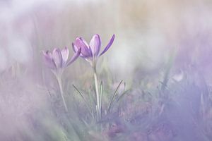 Krokus