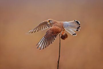 ein weiblicher Turm Falke (Falco tinnunculus) im Flug beim Start von einer Sonnenblume von Mario Plechaty Photography