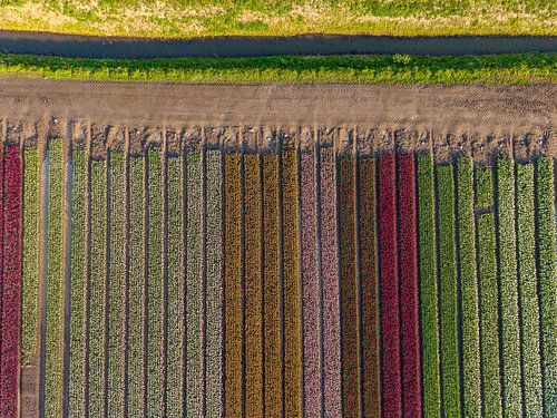 Tulpen im Polder