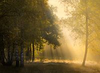 Beautiful golden light in the forest.