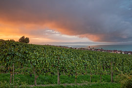 Morning light over the vines in Hagnau on Lake Constance by Jiri Viehmann