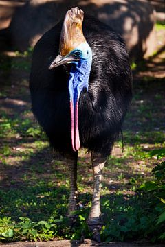 Gros plan sur l'oiseau Cazuar, un gros oiseau une autruche d'une nouvelle Guinée et d'Australie, cou sur Michael Semenov