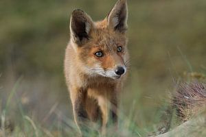 Renard dans les dunes d'approvisionnement en eau
