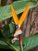 The Strelitzia in tropical light