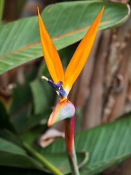 De Strelitzia in het tropisch licht van Turkije van Captured Created by Cathleen