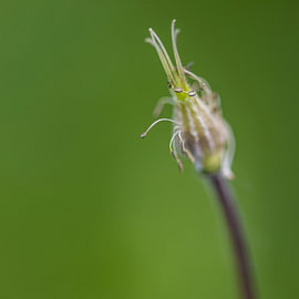Wilted columbine by Andreas Paul