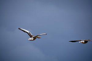 Greylag Goose