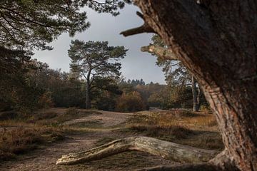 Bakkeveen Mandefjild 3 van anne droogsma