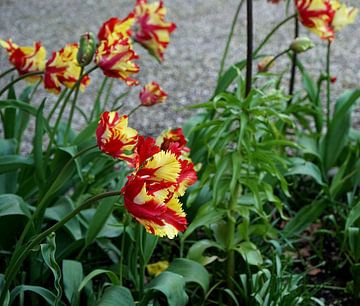 tulipe jaune-rouge dans un parterre de fleurs sur joyce kool