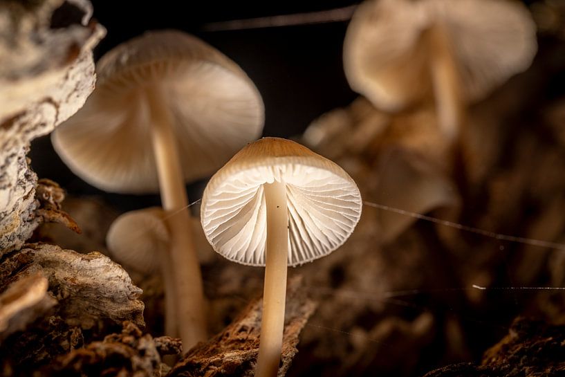 Champignons reliés à une toile d'araignée par Johan Landman