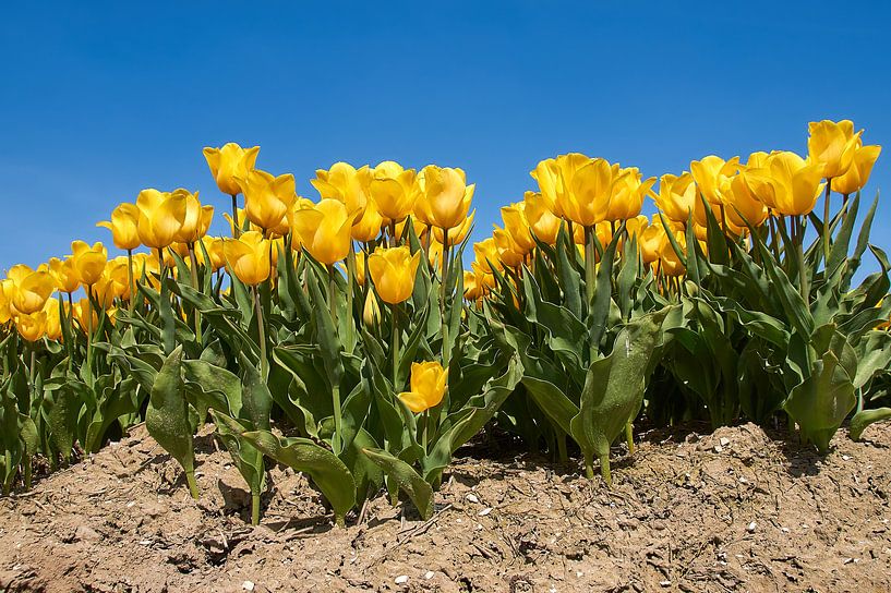 Gele tulpen van Ad Jekel