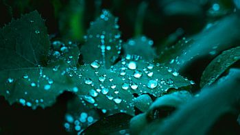 Raindrops