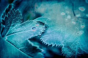 Gouttes de rosée sur feuilles bleues sur ahafineartimages