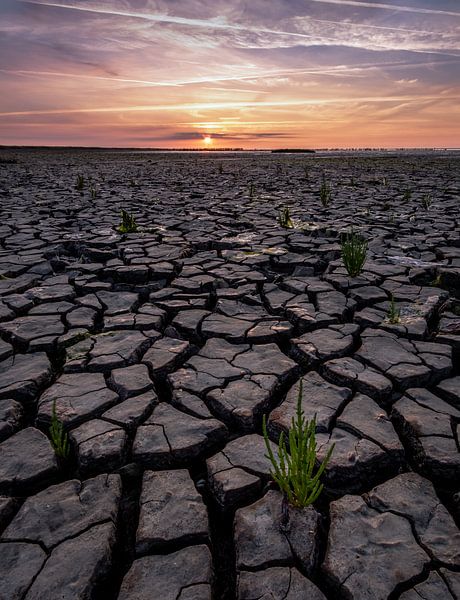 Drought by Jeroen Linnenkamp