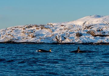 orca by Merijn Loch