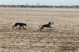 Deense Dog's op het strand van Carmen van Dijken