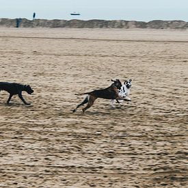 Deense Dog's op het strand van Carmen van Dijken