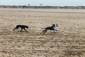 Deense Dog's op het strand van Carmen van Dijken